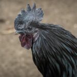 Sisi Lain Geprek Bensu Cirebon: Misi Sosial dan Lingkungan